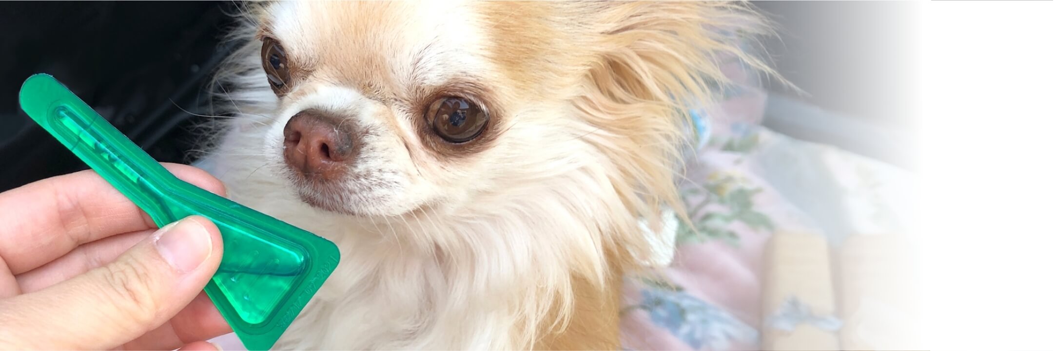 犬の飲み・マダニ予防の様子
