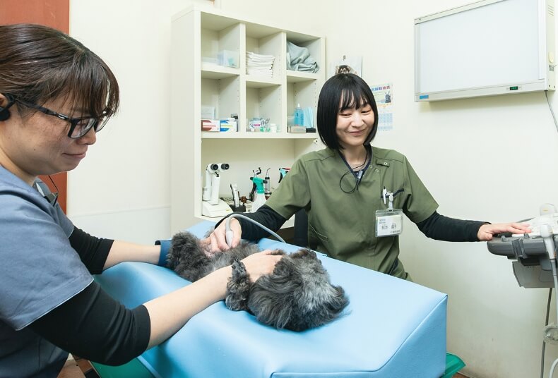 犬の診察の様子